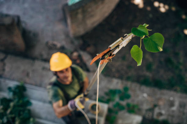 The Steps Involved in Our Tree Care Process in Walker Valley, NY